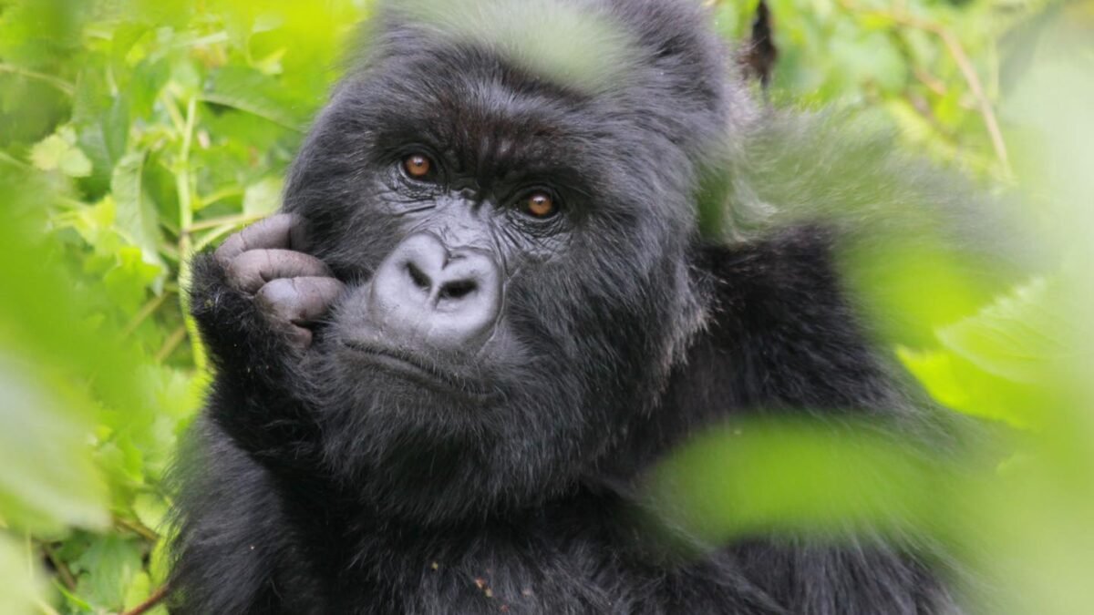 Experience a 12-day Rwanda safari with gorilla trekking, chimp tracking, Big Five safaris, and Lake Kivu relaxation.