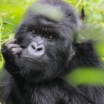 Experience a 12-day Rwanda safari with gorilla trekking, chimp tracking, Big Five safaris, and Lake Kivu relaxation.