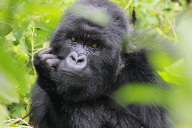 Experience a 6-day Rwanda safari with gorilla trekking in Volcanoes and chimpanzee tracking in Nyungwe. Book your adventure with Go Safaris Africa today!, Trek through Rwanda, Uganda, and Congo’s stunning forests with Go Safaris Africa. Gorilla trekking at its best!