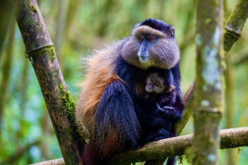 Experience a 12-day Rwanda safari with gorilla trekking, chimp tracking, Big Five safaris, and Lake Kivu relaxation.