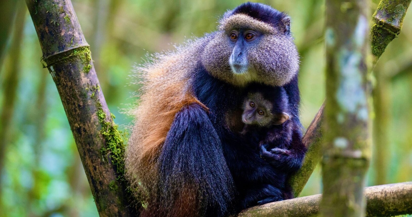 Embark on a journey of a lifetime with Go Safari Africa, where we specialize in bespoke gorilla tours to Africa's premier destinations.