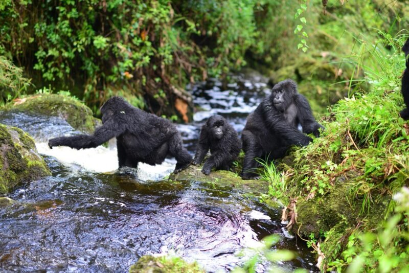 Track lowland gorillas and chimpanzees on a 7-day Rwanda to Congo safari with Go Safaris Africa.