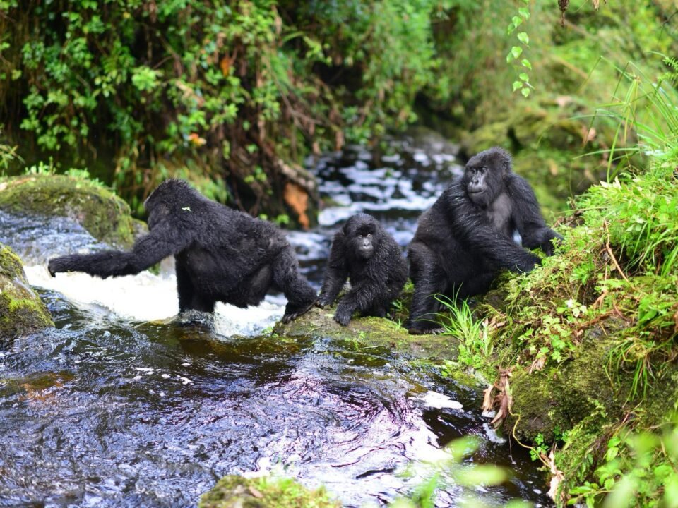 Track lowland gorillas and chimpanzees on a 7-day Rwanda to Congo safari with Go Safaris Africa.