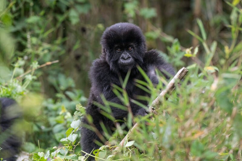 Book Your 2-Day Uganda Gorilla Safari with Go Safaris Africa! Witness mountain gorillas in Bwindi and immerse yourself in Batwa culture on this incredible 2-day safari. Let Go Safaris Africa handle all the details for a seamless and unforgettable experience!