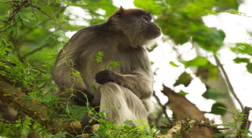 Experience a 10-day Uganda and Rwanda safari with gorilla trekking, chimp tracking, and Big Five safaris. Book now!