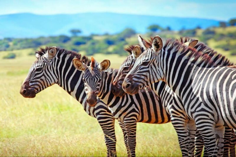 Book Your Akagera Day Safari with Go Safaris Africa! Looking for a short yet unforgettable safari experience in Rwanda? Join Go Safaris Africa for an epic Akagera National Park day trip. Contact us today for bookings!