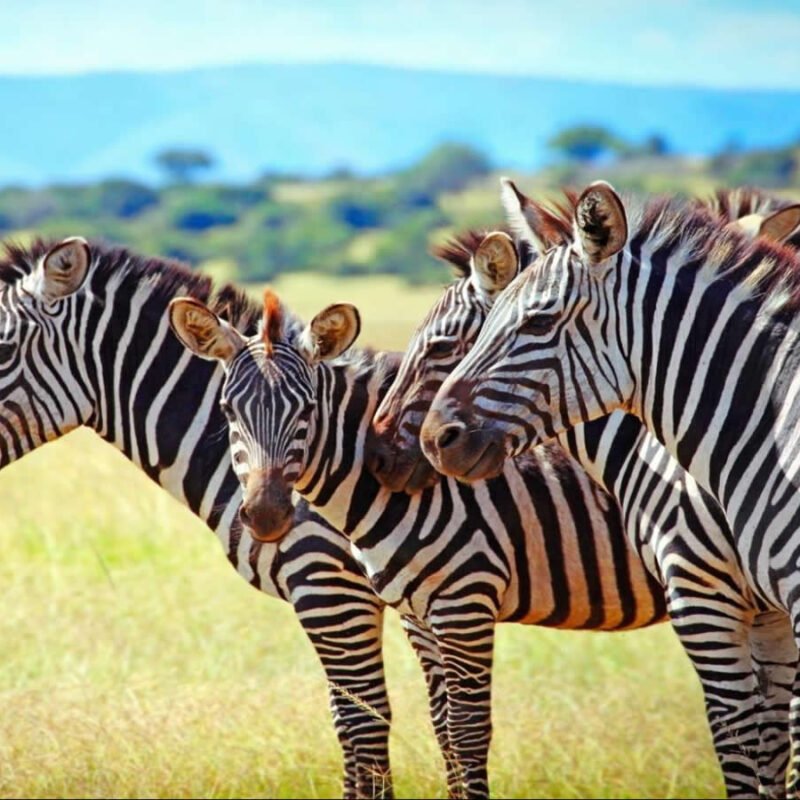 Book Your Akagera Day Safari with Go Safaris Africa! Looking for a short yet unforgettable safari experience in Rwanda? Join Go Safaris Africa for an epic Akagera National Park day trip. Contact us today for bookings!
