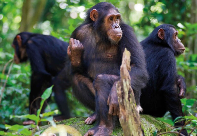 Embark on a 6-day Rwanda primates safari with gorilla trekking in Volcanoes and chimp tracking in Nyungwe.