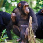 Embark on a 6-day Rwanda primates safari with gorilla trekking in Volcanoes and chimp tracking in Nyungwe.