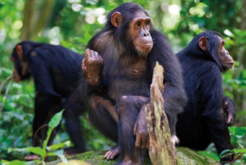 Embark on a 6-day Rwanda primates safari with gorilla trekking in Volcanoes and chimp tracking in Nyungwe.