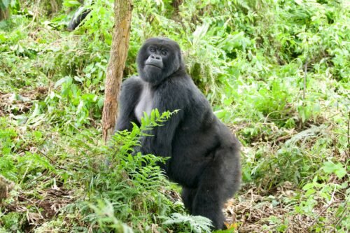 Embark on a 7-day Rwanda to Congo safari with lowland gorilla trekking, chimp tracking, and Lake Kivu relaxation