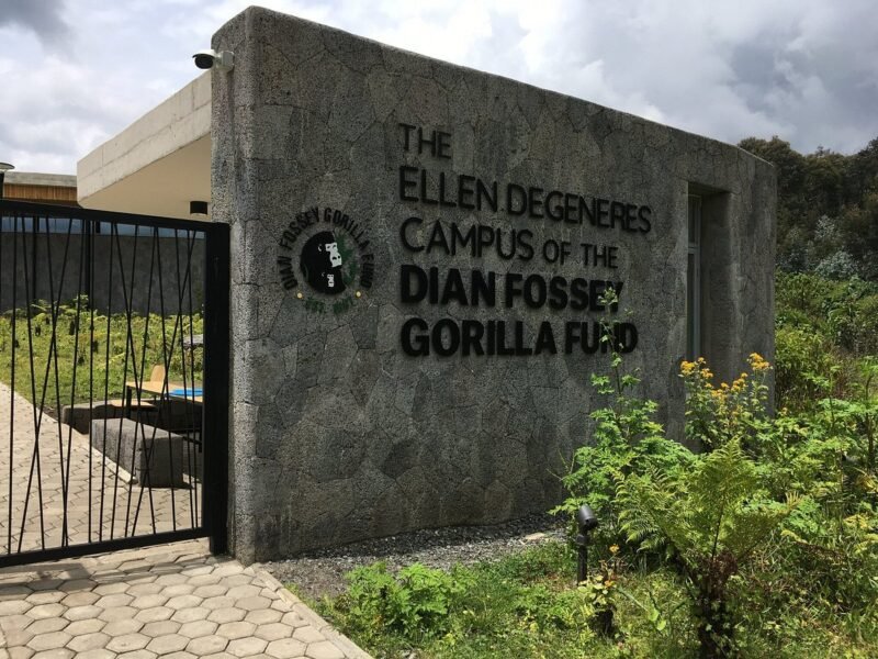 Embark on a 4-day Rwanda trek with gorilla trekking in Volcanoes National Park and a Dian Fossey Hike