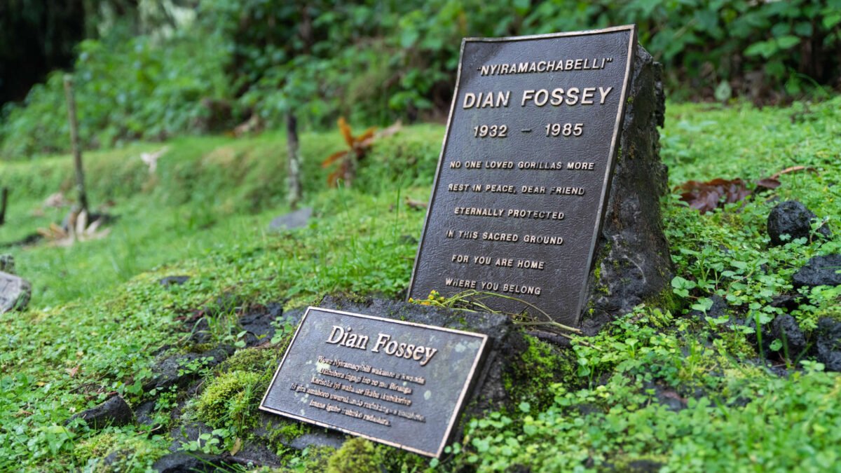 Embark on a 4-day Rwanda trek with gorilla trekking in Volcanoes National Park and a Dian Fossey Hike