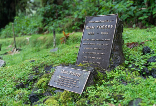 Embark on a 4-day Rwanda trek with gorilla trekking in Volcanoes National Park and a Dian Fossey Hike