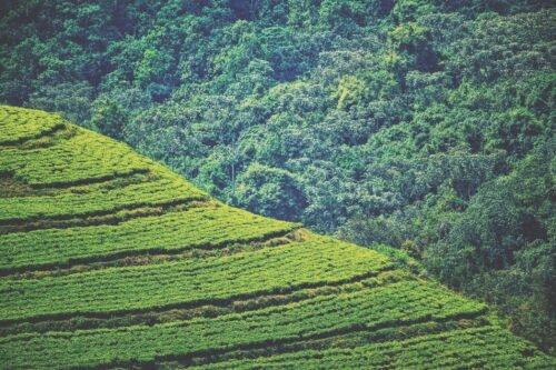 Experience a 7-day Congo safari with gorilla trekking in Virunga, Ijwi Island exploration, and an authentic cultural experience