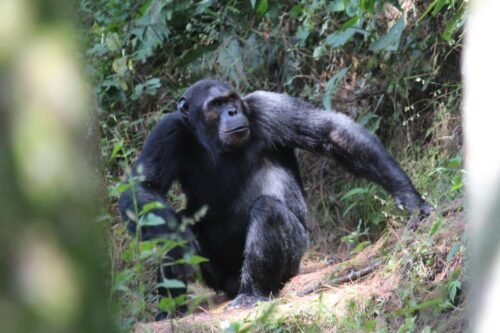 Embark on a 5-day Uganda primates safari with Go Safaris Africa. Experience gorilla trekking in Bwindi and chimpanzee tracking in Kibale for an unforgettable adventure.