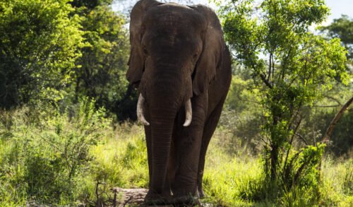 Embark on an 8-day Uganda safari from Kigali with gorilla trekking, chimp tracking, and Big Five safaris.