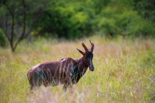 Embark on an 8-day Uganda safari from Kigali with gorilla trekking, chimp tracking, and Big Five safaris.