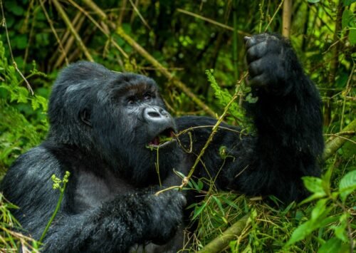 Embark on an 8-day Uganda safari from Kigali with gorilla trekking, chimp tracking, and Big Five safaris.