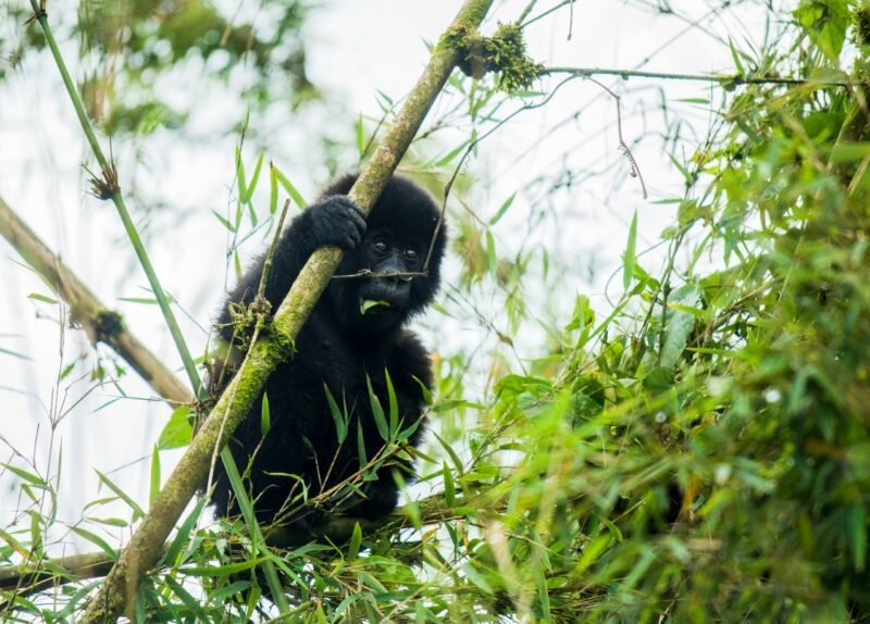 Experience a 7-day Congo safari with gorilla trekking in Virunga, Ijwi Island exploration, and an authentic cultural experience