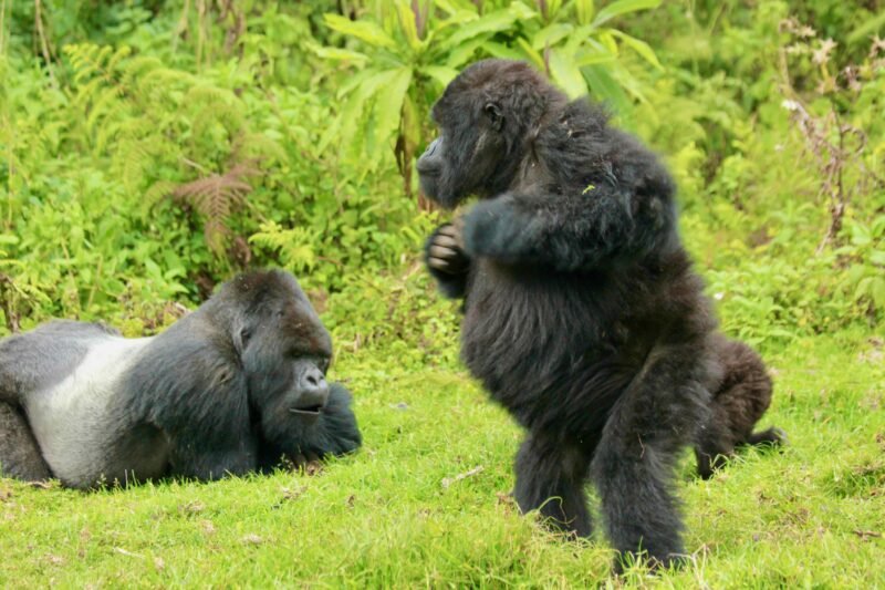 Experience a 1-day gorilla trek in Volcanoes National Park and witness mountain gorillas in their natural habitat.