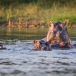 Experience a 12-day Rwanda safari with gorilla trekking, chimp tracking, Big Five safaris, and Lake Kivu relaxation.