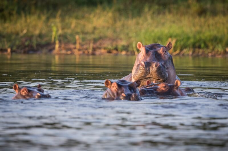 Experience a 12-day Rwanda safari with gorilla trekking, chimp tracking, Big Five safaris, and Lake Kivu relaxation.