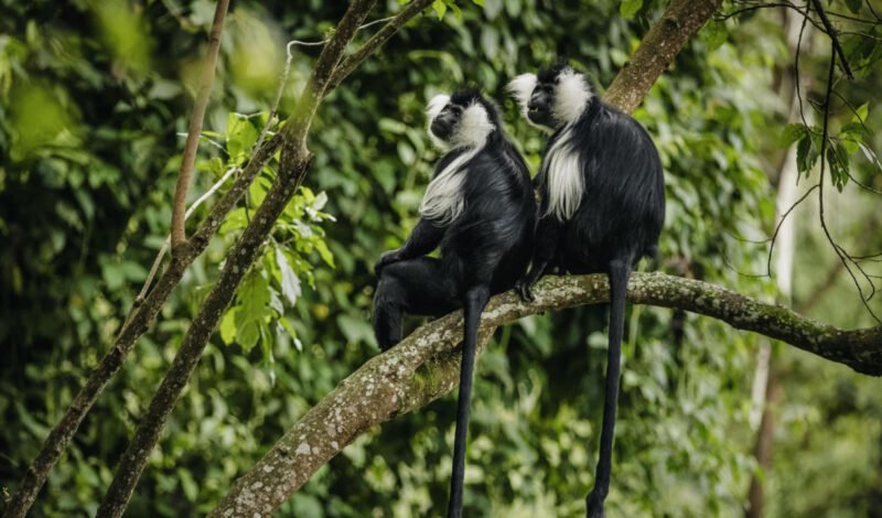 Experience a 6-day Rwanda Gorillas & Nyungwe safari, trekking gorillas, chimpanzees & visiting the Ethnography Museum.