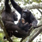 Experience a 6-day Rwanda safari with gorilla trekking in Volcanoes and chimpanzee tracking in Nyungwe. Book your adventure with Go Safaris Africa today!