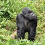Experience a 10-day Uganda and Rwanda safari with gorilla trekking, chimp tracking, and Big Five safaris. Book now!