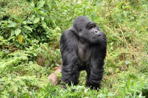 Experience a 10-day Uganda and Rwanda safari with gorilla trekking, chimp tracking, and Big Five safaris. Book now!