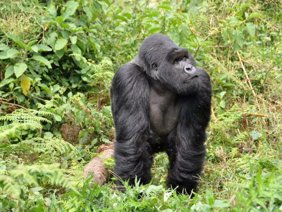 Experience a 10-day Uganda and Rwanda safari with gorilla trekking, chimp tracking, and Big Five safaris. Book now!