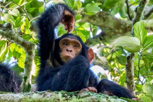 Experience a 10-day Uganda and Rwanda safari with gorilla trekking, chimp tracking, and Big Five safaris. Book now!