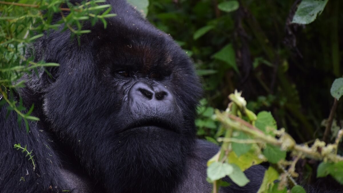 Embark on a 4-day Rwanda trek with gorilla trekking in Volcanoes National Park and a Dian Fossey Hike.