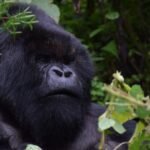 Embark on a 4-day Rwanda trek with gorilla trekking in Volcanoes National Park and a Dian Fossey Hike.