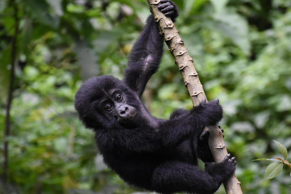 10 Days - Best Rwanda Safari Tours Embark on a thrilling 10-day adventure through the stunning landscapes of Rwanda, a country known for its breathtaking scenery, African safari