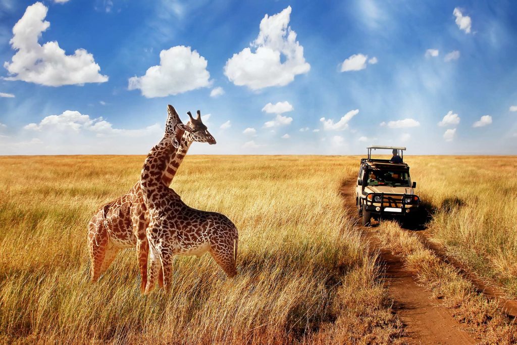 Go Safaris Africa, we pride ourselves on offering a diverse range of tailor-made safari packages that cater to a variety of interests and experiences.