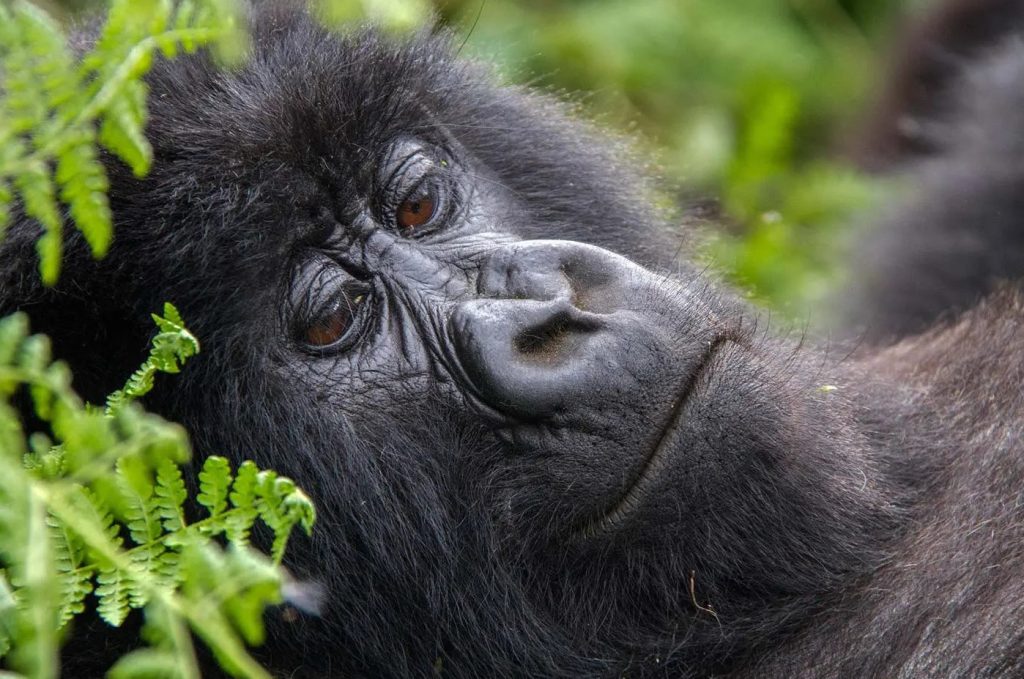 Don’t miss out on this incredible chance to trek mountain gorillas with Go Safaris Africa. Our 4-day package is designed to give you the best of Rwanda’s wildlife and culture,