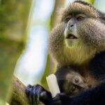 makes golden monkey trekking Rwanda an unforgettable addition to any safari or gorilla trekking experience in Volcanoes National Park.