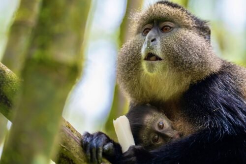 makes golden monkey tracking an unforgettable addition to any safari or gorilla trekking experience in Volcanoes National Park.