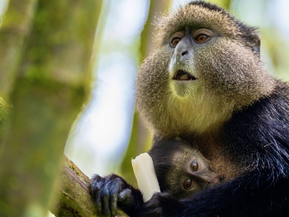 makes golden monkey trekking Rwanda an unforgettable addition to any safari or gorilla trekking experience in Volcanoes National Park.
