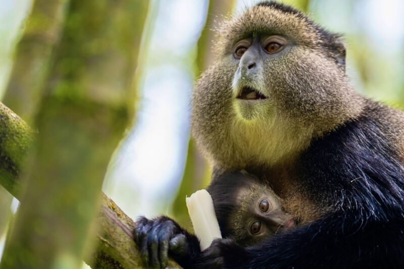 Experience a 3-day Rwanda safari with gorilla trekking, golden monkey tracking at Volcanoes national park, and Twin Lakes exploration. Book now!