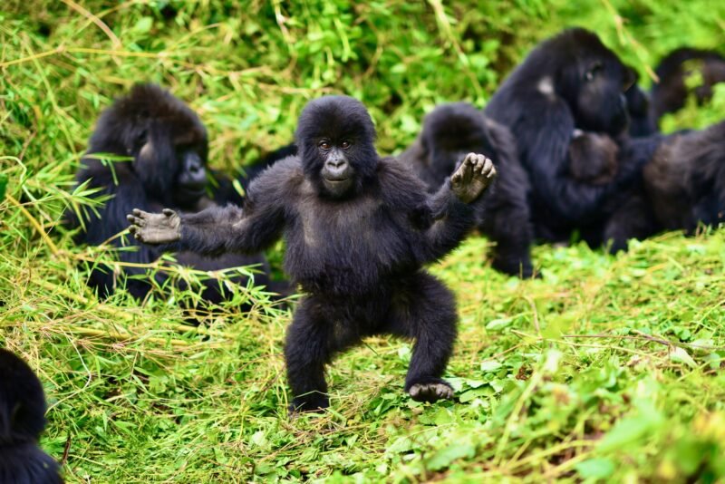 Experience a 4-day Bwindi gorilla trekking & Lake Bunyonyi escape. Trek mountain gorillas & relax by Uganda’s scenic lake