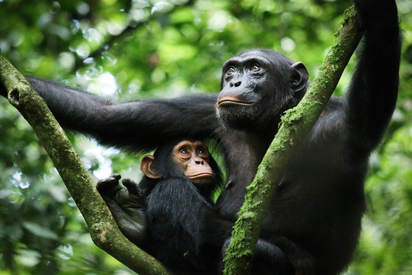 Embark on an unforgettable adventure with Go Safaris Africa. Experience chimpanzee trekking in Rwanda's Nyungwe Forest and Uganda's Kibale National Park, while supporting vital conservation."