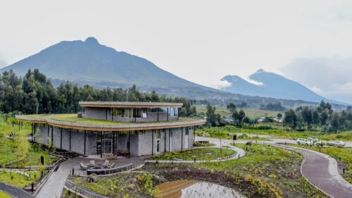 her legacy continues through the Dian Fossey Gorilla Fund, which remains a leader in mountain gorilla conservation. Her efforts played a crucial role in the survival and protection of mountain gorillas, making Rwanda Gorilla Trek experiences possible today.