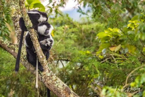 Experience the 3-day Cyinzobe Hike Trail with Go Safaris Africa, trekking through Nyungwe Forest’s waterfalls, wildlife, and scenic viewpoints.