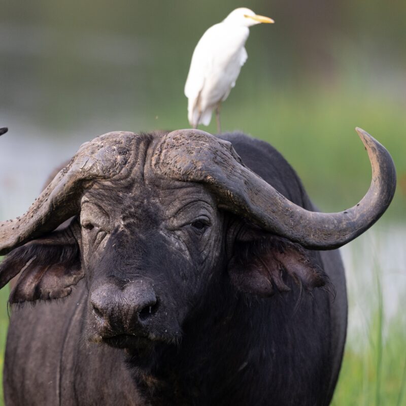 Go Safari Africa offers bespoke gorilla tours across Uganda, Rwanda, and Congo. Discover unforgettable gorilla safaris Africa destinations tailored to your adventure! 7-Day Rwanda Safari 2026 — Gorilla Trekking, Big Five, Nyungwe & Lake Kivu | Go Safaris Africa