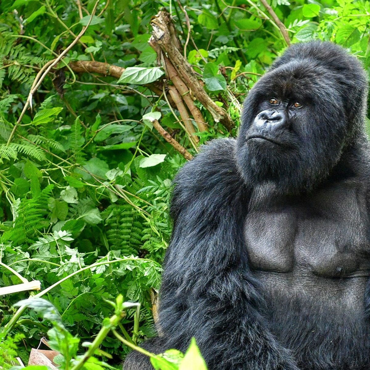 Volcanoes National Park (PNV) is a sanctuary for the endangered mountain gorillas, offering one of the most unforgettable wildlife experiences in Africa.