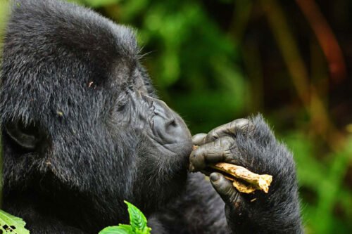 Experience unforgettable Gorilla Trekking adventure safaris with Go Safaris Africa in Rwanda, Uganda, and the DRC. Explore mountain gorillas. Bwindi Impenetrable National Park contributes directly to conservation and local livelihoods.