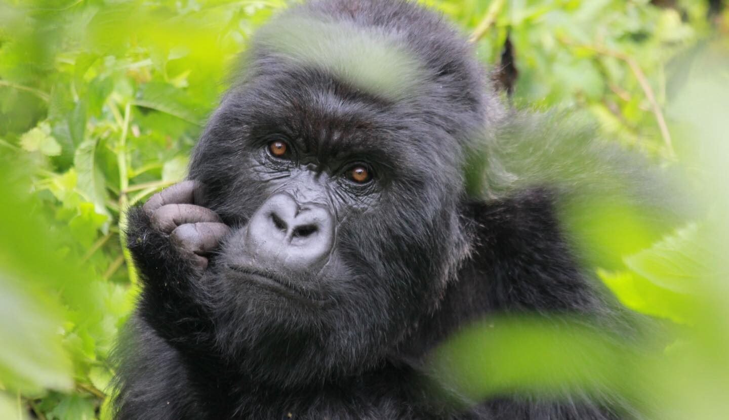 unforgettable gorilla trekking adventure with Contact Gorilla Safaris Africa in Uganda, Rwanda, and Congo. Experience intimate wildlife encounters and support conservation